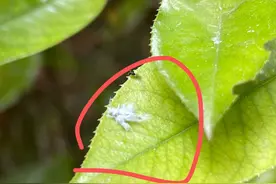 白色小飞虫现身成都 专家：这是一种典型的害虫图片