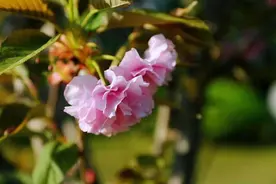 樱花树下，醉清风图片