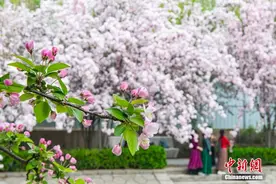 北京望京“海棠花溪”花正艳图片
