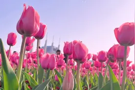 “郁”见美好！威海公园内郁金香花开正盛图片