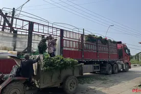 “尽一份绵薄之力！”四川绵竹种植户捐赠30吨莴笋 今日已抵上海图片