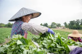 田间到市场仅需4小时！揭秘广州花都番薯叶的一天“行程”图片