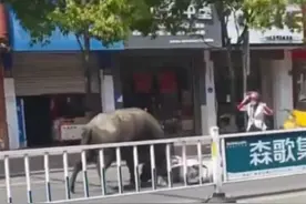 江西上饶一头牛疯狂攻击红头盔女子，民警开枪将牛击毙图片