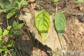 当心！4人喝药根汤中毒1人死亡图片