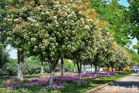 “臭花菜”是武汉绿化香饽饽图片