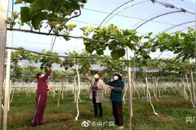 湖南祁东猕猴桃进入盛花期 湖南祁东猕猴桃果农昼夜人工授粉图片