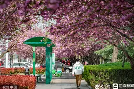 临沂：广州路樱花盛开 市民畅游粉色花海图片