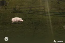 “微信农场”冲上热搜！画风逐渐跑偏，不仅能养猪养羊，还能打蟑螂...图片