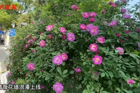 30℃+，南京的蔷薇花墙携春色入夏图片