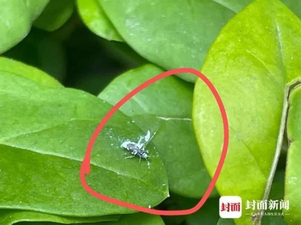 怀孕初期总起鸡皮疙瘩