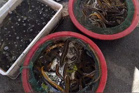 入春的鳝鱼身价遭“腰斩”，省内货源集中到汉丰富市民餐桌图片