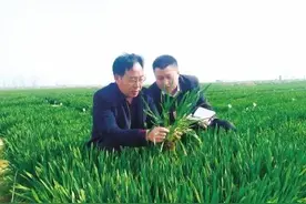 被科技部长点赞的“百农207”河南这个新品种到底有何优势？图片