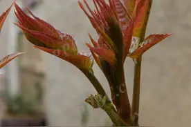这个春天，你吃过哪些小野菜？丨花花万物图片