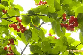 入园费10元左右！400亩樱桃采摘正当时！位置→图片