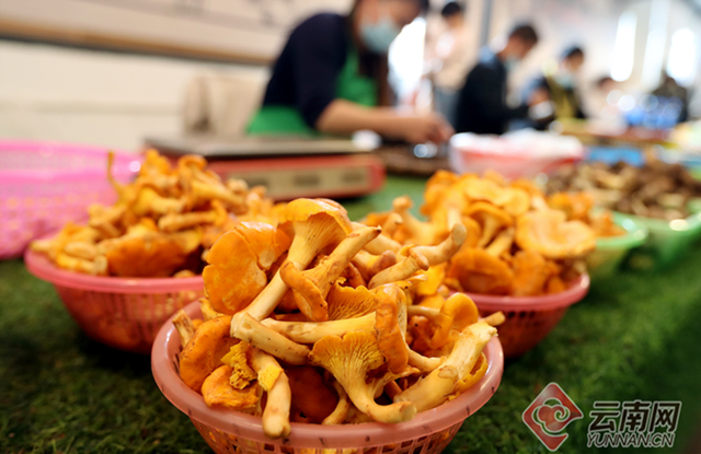 这些野生菌不能馋