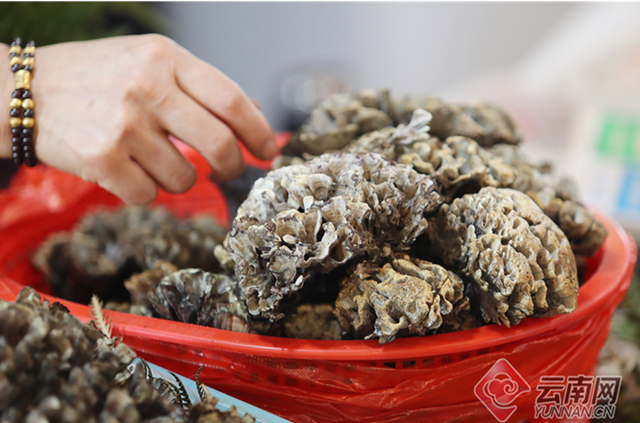 这些野生菌不能馋