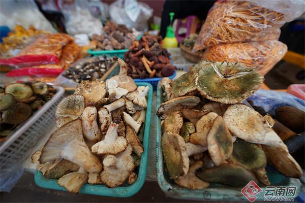 这些野生菌不能馋