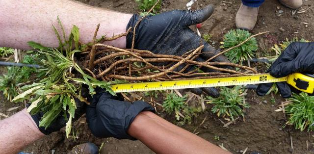 橡胶军事用途 2026年橡胶军事用途是什么