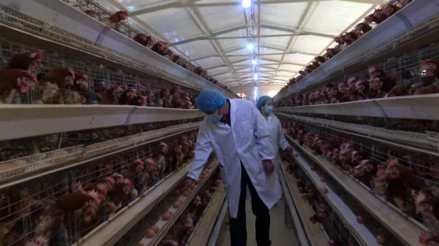 小鸡舍里孵出“大商机”