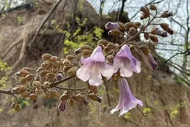 文化博览 | 又见处处梧桐紫花开？开紫花的是泡桐图片