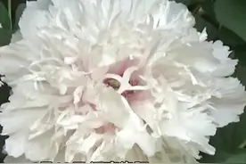 珍品牡丹盛开5名保安轮流守护，游客排半小时观赏30秒，园方：全洛阳独此一株图片