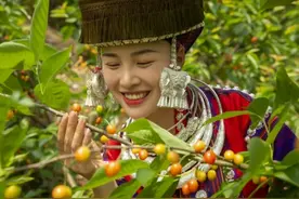 樱桃熟了 尽享摘食乐趣图片