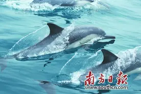 你好，海豚家族图片