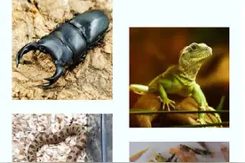 这些动物及其产品禁止寄递进境，了解一下图片