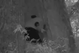 30秒丨四川宝兴再次拍到野生大熊猫：树洞睡回笼觉 醒来还打了个哈欠图片