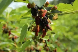 成都的“桑泡er”熟啦！采摘攻略→图片