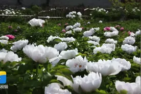 云赏花｜新泰市：牡丹花开艳 不负好春光图片