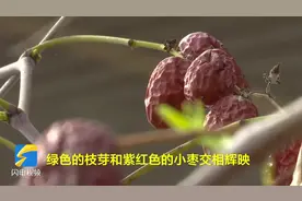 “三季有叶 四季有枣”乐陵小枣新品种“傲雪”仲春飘香图片