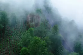 云吧｜去大理南涧采茶，邂逅云雾中的醉人山水图片