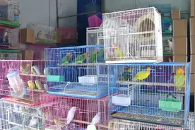 流浪动物不要轻易带回家，当心“鹦鹅热”图片