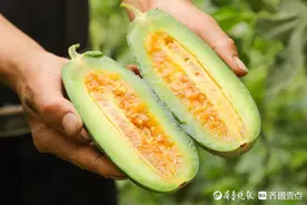 邹平市焦桥镇后三村：小甜瓜拓宽致富路图片