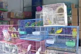 流浪动物不要轻易带回家，当心“鹦鹅热”图片