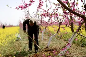 河北灵寿：桃花油菜花交相辉映图片