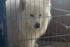 萨摩耶把“自己”跑丢了，民警发朋友圈帮其找回粗心主人图片