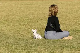 在这里，弃养宠物违法图片