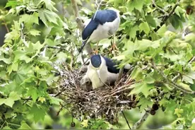 “天屎之路”又变热闹了！“恋家”的夜鹭又回郑州育娃了图片
