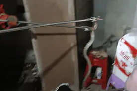 头皮发麻！居民打开洗衣机，大蛇在里面摇尾巴……图片