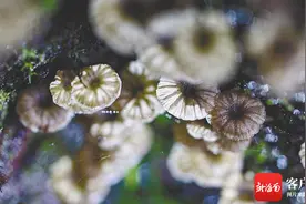 海南周刊 | 琼岛育“珍”菌：赤芝林下仿野生栽培图片