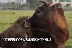 哞哞！牛宝宝被困排水管 牛妈妈求救让人泪目图片