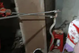 头皮发麻！湖南一居民打开洗衣机看到大蛇在里面摇尾巴……图片