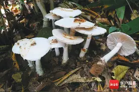海南毒蘑菇：路边的蘑菇不要采图片