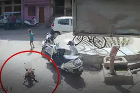 印度6岁女童在街头被流浪狗袭击，所幸被路人救下图片