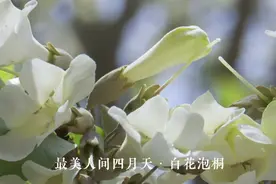 最美人间四月天 白花泡桐怒放图片