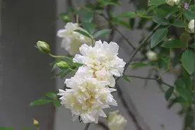 岁时草木记⑩丨知道“开到荼蘼花事了”，但你知道荼蘼是什么花吗？图片