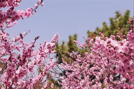 花开烂漫！春日乳山处处生机勃勃图片