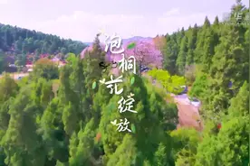 昆明：泡桐花开，惊艳时光图片